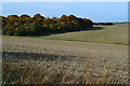 Fields and woodland near Durrington