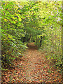 Path by Farnley fish pond