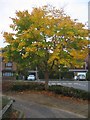 Autumn colour - Chapel Lane