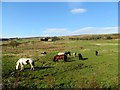 Horses grazing