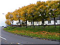 Trees along Loughery Terrace, Drumnaforbe