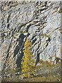 SD4972 : Silver birch tree, Warton Crag LNR by Karl and Ali