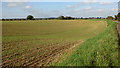 TM3798 : Crop field beside Sandy Lane by Evelyn Simak