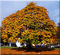 NY3204 : Elterwater maple in autumn raiment by Andy Stephenson