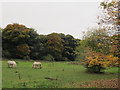 SE2532 : Horses near Farnley Hall by Stephen Craven