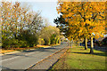 Autumnal trees along Middridge Lane