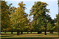 Trees in Bushy Park