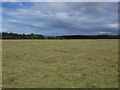 Mown grass, Culloden