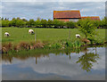 SP1866 : Sheep grazing next to the Stratford-upon-Avon Canal by Mat Fascione