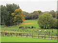 Horses by Farnley Wood beck