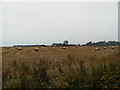 Bales at Waterside Farm