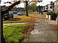 Autumn light along Beverley Drive