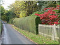 A very neatly trimmed hedge in Postern Lane Tonbridge