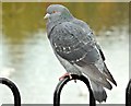 J3675 : Feral pigeon, Victoria Park, Belfast (October 2015) by Albert Bridge