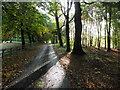 Driving into Seskinore Forest