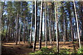 SJ5371 : Tall Pines in Delamere Forest by Jeff Buck