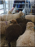 SD5191 : Ouessant sheep at Kendal Wool Gathering, 2015 by Karl and Ali