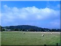 Grazing sheep adjacent to the premises of Walter Watson, Steel Stockholders