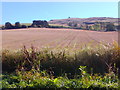 View of the tower on Kinpurney Hill