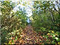 Footpath past Fox Fold