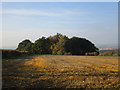 Plantation near South Barn Farm