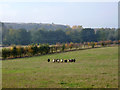 Nine sheep in a field