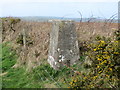 Hedge Side view at Warbstow Triangulation Pillar