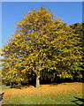 SK9306 : Sycamore at Rutland Water by Kate Jewell