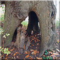 TM1931 : The hollow trunk of an old oak tree near Copperas Wood by Roger Jones