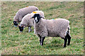 SJ7574 : Quizzical Sheep by Anthony O'Neil