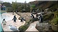SD3335 : Penguin Pool at Blackpool Zoo by Steven Haslington