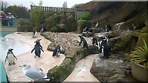 SD3335 : Penguin Pool at Blackpool Zoo by Steven Haslington