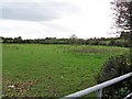 Grazing land on the floodplain of the Moneycarragh River