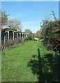 Sheep eating footpath, North Chideock