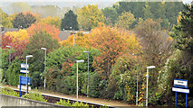 J3775 : Autumn trees, Sydenham station, Belfast (November 2015) by Albert Bridge