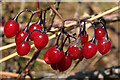 NJ2368 : Woody Nightshade (Solanum dulcamara) by Anne Burgess