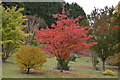 TQ7133 : Autumnal Colours, Bedgebury Pinetum by N Chadwick