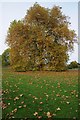 SO9036 : London plane tree, Twyning Green by Philip Halling