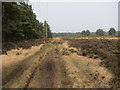 Bridleway on Elstead Common