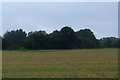 Farmland near Diss