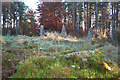 Cothiemuir Wood Recumbent Stone Circle (9)