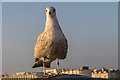 TQ3103 : Young Herring Gull, Brighton Pier, Brighton, East Sussex by Christine Matthews