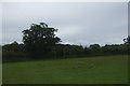 Grazing near Ashe Abbey