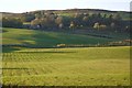 Grassland, Branxholmtown