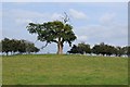 Oak tree near Park Farm