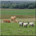 SN5664 : Mixed grazing north-west of Bethania, Ceredigion by Roger  D Kidd