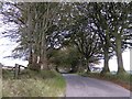 Trees lining Ridge Road