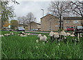 Lichfield Road: flats and fungi