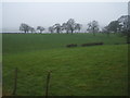 Grazing east of Barnard Castle