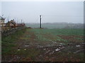 Crop field on the outskirts of Barnard Castle